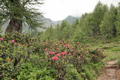 Selva Secca - Alpenrosen